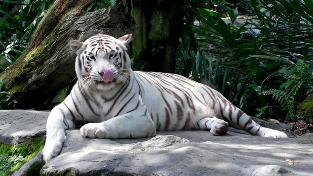 Closeup of Majestic White Tiger lying on the rock in asian rainforest