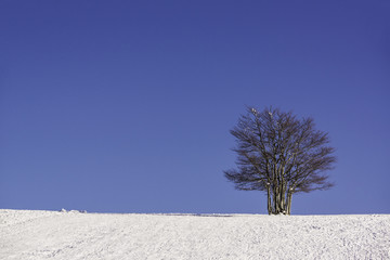 Single tree in winter with blue sky - horizontal