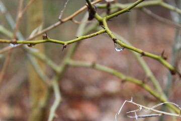 Droplet on thorns