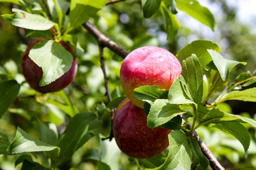 Two ripe plums on the brach of a tree with many green leaves and fruit and a bokeh effect in the backgroud