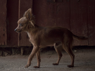 Cute miniature dog looking at the camera