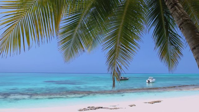 Yachts and speedboats shipping at the sea. View from Maldives island through coconut palm tree. Travel destinations 