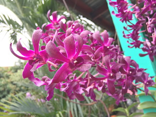Beautiful orchid flower on the tree, orchid photo
