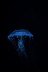 jellyfish-くらげ-