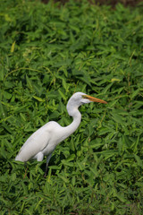 Image of Great Egret(Ardea alba) on the natural background. Heron, White Birds, Animal.