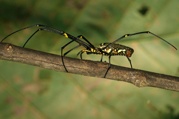 Image of Golden Long-jawed Orb-weaver Spider(Nephila pilipes) on dry branches. Insect. Animal.