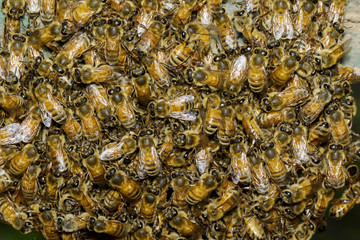 Group of bees near a beehive. Honey bees on the home apiary.