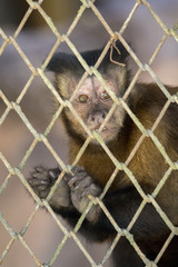 Image of surprised monkey in the cage. Wild Animals.