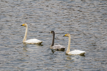 Whooper swans swimming in the lake in Korea