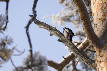 Woodpecker on a tree branch. Close-up.