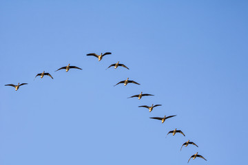 A flock of wild geese flying on the sky