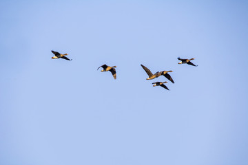 A flock of wild geese flying on the sky