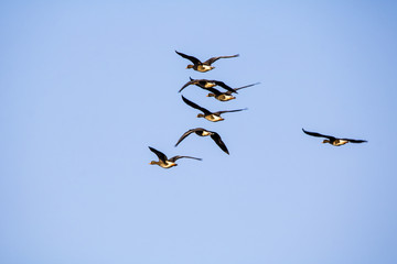 A flock of wild geese flying on the sky