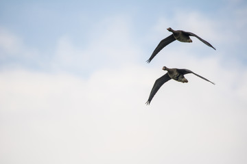 Fototapeta na wymiar A flock of wild geese flying on the sky