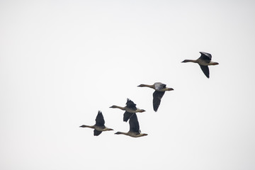 A flock of wild geese flying on the sky