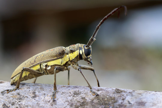 Image of Spotted Mango Borer(Batocera numitor) on a timber. Beetles. Insect.