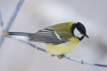 Big Titmouse sits on a tree