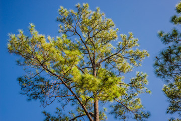 Pine trees with sky