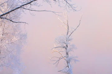 amazing landscape with frozen snow covered trees at sunrise 
