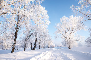 Fototapeta premium Snowy frozen landscape of sunrise on lakeside with trees 