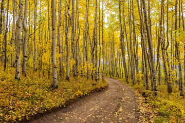 Fototapeta premium Autumn Aspen Grove - nieutwardzony szlak turystyczny, wijący się przez gęsty jesienny las osikowy w Colorado Rockies.
