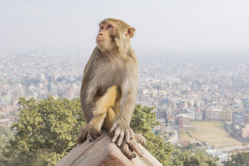 Monkey and Kathmandu skyline 