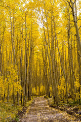 Autumn Aspen Trail - Vertical - The sun shines on a unpaved hiking trail through a dense aspen forest in golden autumn of Colorado, USA.