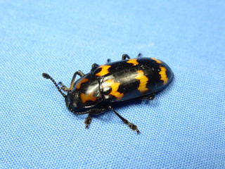 coloufrul black bug