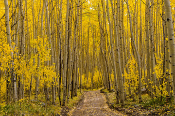 Autumn Aspen Trail - Horizontal - The sun shines on a unpaved hiking trail through a dense aspen forest in golden autumn of Colorado, USA.