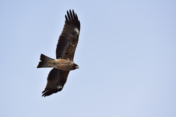 Fototapeta premium 大きく羽を広げたトンビ