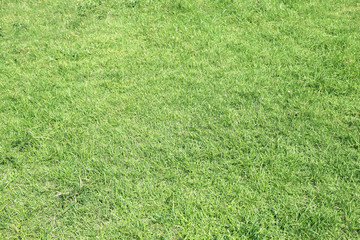 Green grass natural background. Top view