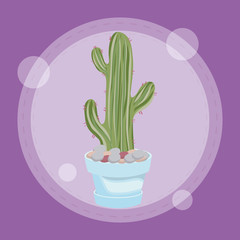 cactus in pot design