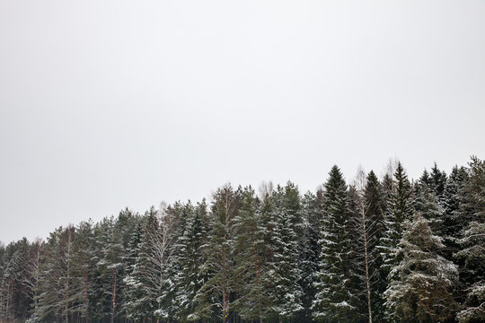Fototapeta Winter woods