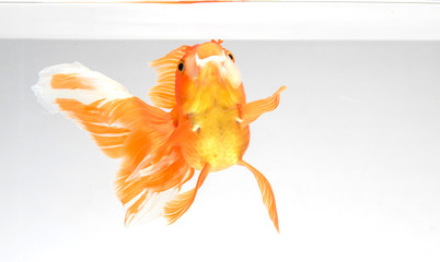 Goldfish isolate on a white background