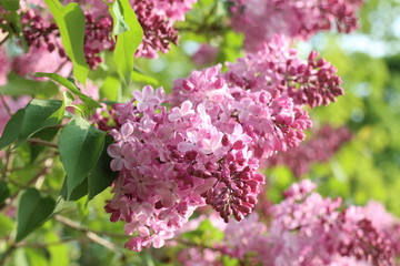 Fototapeta premium lilac