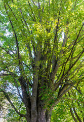 Huge Maple Tree