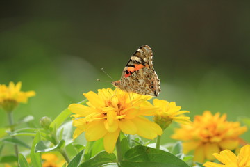 花と蝶（ヒメアカタテハ）　Painted Lady