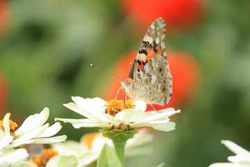 花と蝶（ヒメアカタテハ）　Painted Lady