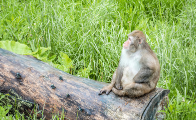 Monkey on a Log