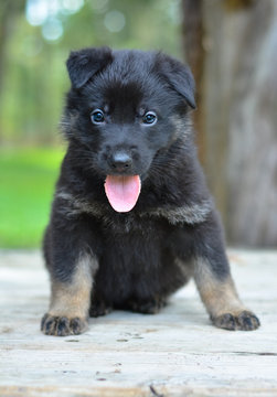 German Shepherd by-color puppy dark sitting for picture