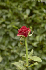 Red roses decorated in the back garden
