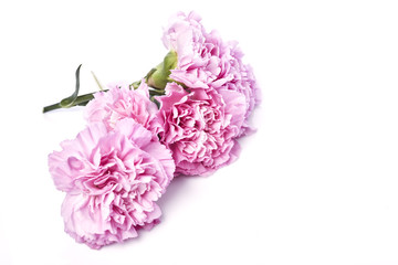 pink is carnation against the white