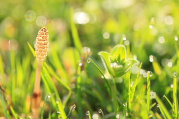 朝露　Morning dew