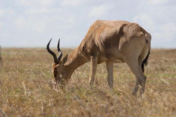 Hartebeest  Grazing