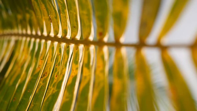 Beautiful Coconut Palm Leaf Against Bright Sun on Paradise Beach. Summer Tourism Vacation Holiday Background Concept. 4K. Thailand.