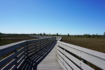 Nature trail in wilderness