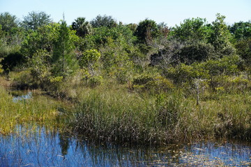 Landscape views of the swamplands of the Florida Everglades