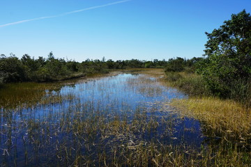 Landscape views of the swamplands of the Florida Everglades