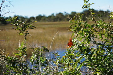 Butterflies pollinating wildflowers in the wilderness