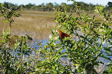 Butterflies pollinating wildflowers in the wilderness